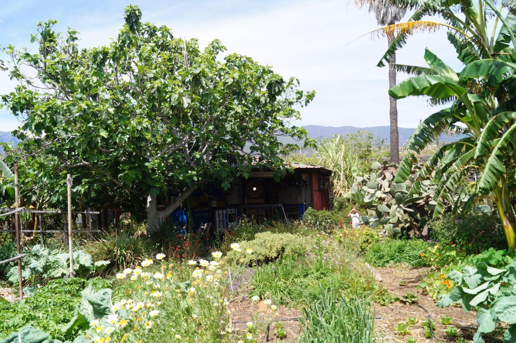 La Casita Del Jardinero Villa Лос Лианос де Аридане Екстериор снимка